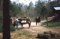big south fork park horse rentals